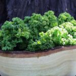 bowl-of-kale
