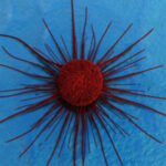 caratteristiche-cancro