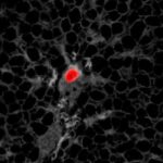 identification-of-the