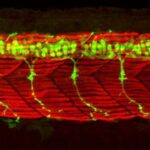 nerve-cell-discovery-m