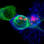 rogue-immune-cells-lin