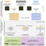 severe-covid-19-risk-e