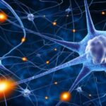 Neurone-la-sua-scoperta-e-l-evoluzione-delle-teorie-che-lo-riguardano