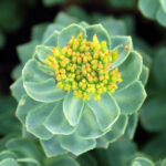 Rhodiola_dettaglio-coltivazione04