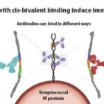 antibody-discovery-pav