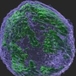 enzyme-that-protects-a