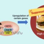 gene-that-explains-the