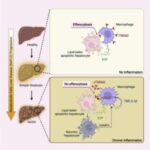 immunologists-uncover