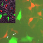 StressedCells_Revised-1024x683