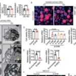 high-fat-ketogenic-die