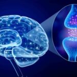 Human brain and Active receptor