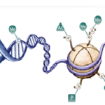 epigenetica