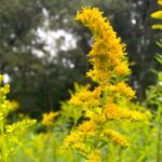 extracts-from-two-wild