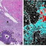 researchers-discover-t