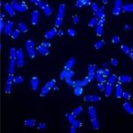 telomeres-mitochondria