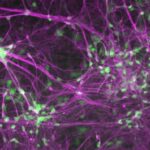 usc-stem-cell-led-stud