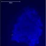Low-Res_2022-016_Prondzinsky1.png