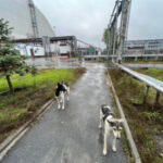 chernobyl-dogs_inline