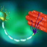 dna-treatment-could-de-1