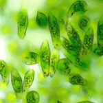 euglena-gracilis