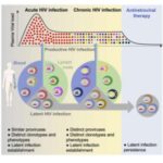 hiv-reservoirs-are-est-1