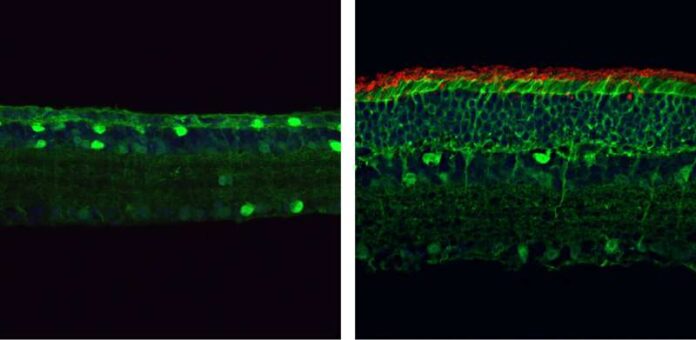 new-gene-editing-techn