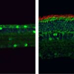 new-gene-editing-techn