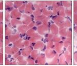 new-insights-into-the-8