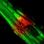 novel-drug-makes-mice