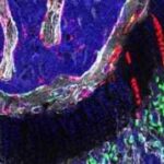 164219862-e3c49b9d-9be3-46ab-b200-a32bba879a27