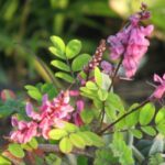 Indigofera_potaninii_fiore