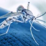 dengue-fever-is-making