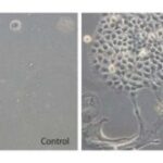 gene-scissors-find-tar