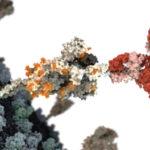 _20230526nid_covidantibody