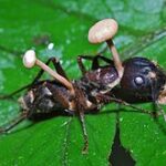 Ant_Killed_by_Fungus_-_Cockscomb_Wildlife_Sanctuary,_Belize