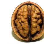 Brain-Nutshell-Nut-Open-Shell-Coils-Walnut-Head-3072652