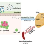 b-cells-promote-liver