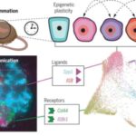 expansion-of-cell-to-c
