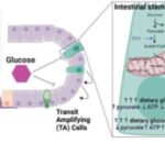 study-may-explain-why