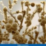 content_fungo-candida