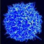 tcell (1)