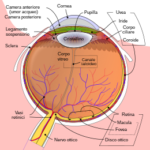 Schematic_diagram_of_the_human_eye_it.svg
