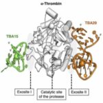 a-new-dna-drug-to-figh