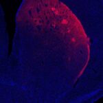 dopamine-controls-move