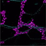 how-sensory-neurons-im