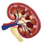 kidney