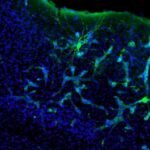 pioneering-study-finds