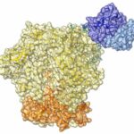 remission-from-hiv-1-i