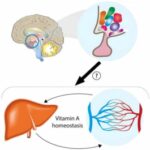 researchers-find-brain