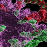 stem-cell-therapy-resc
